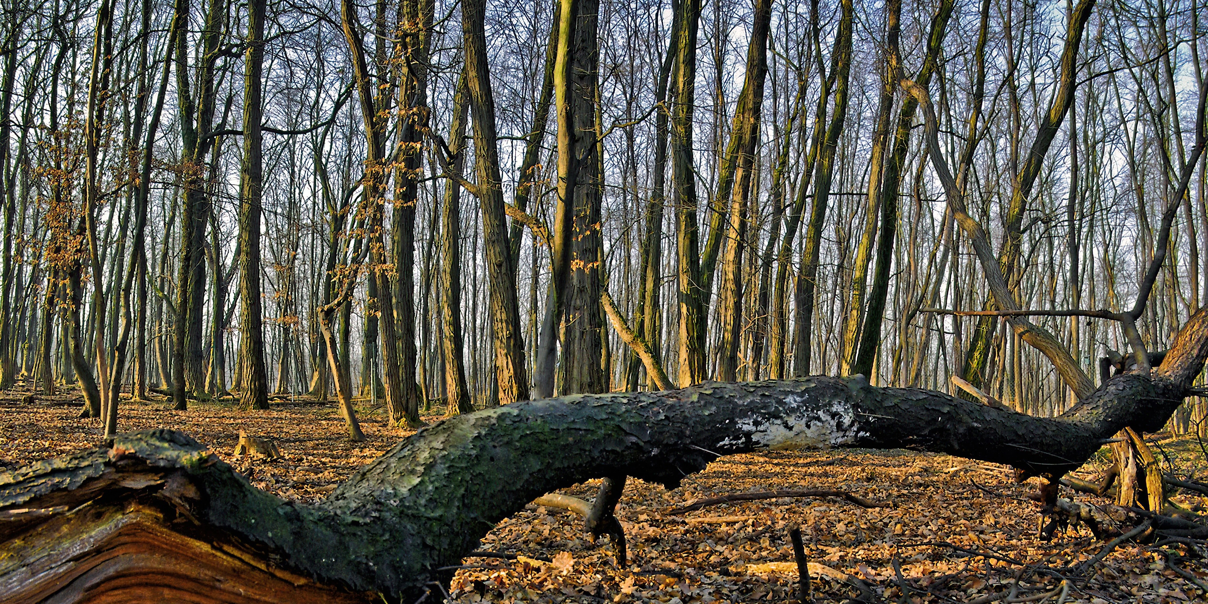 Bomen met een oranje stip verdwijnen uit Ermelose bossen: dit is waarom