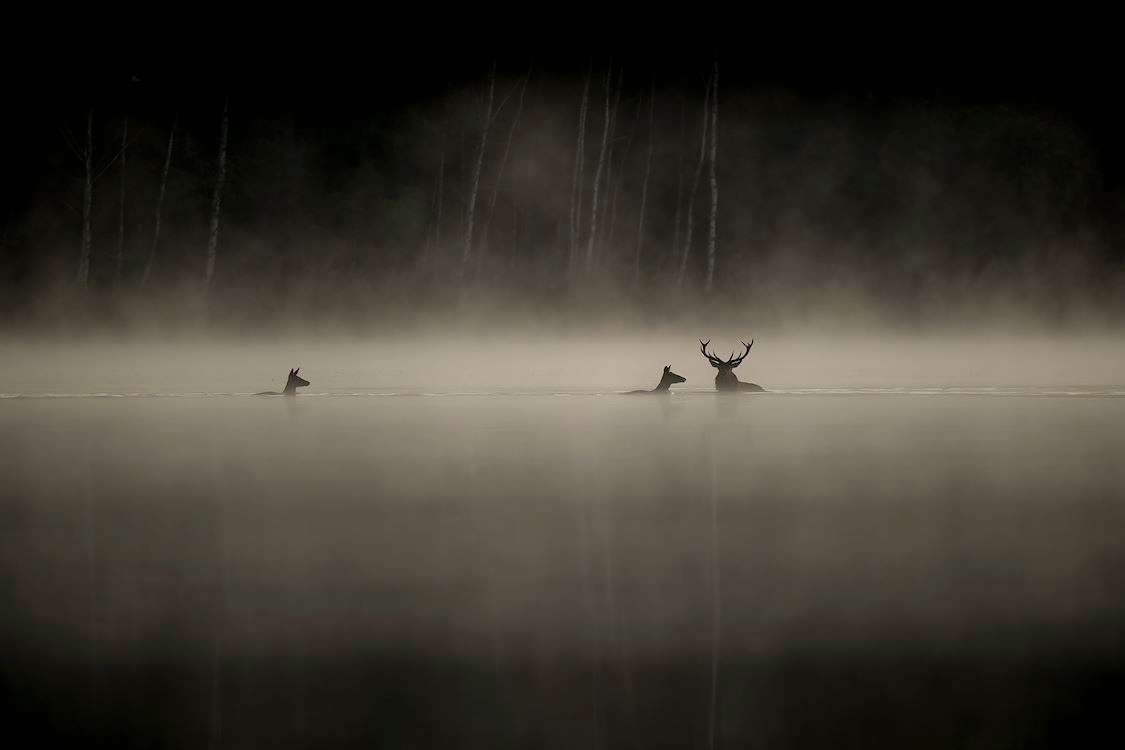 Foto: Fim: Whispers in the Woods