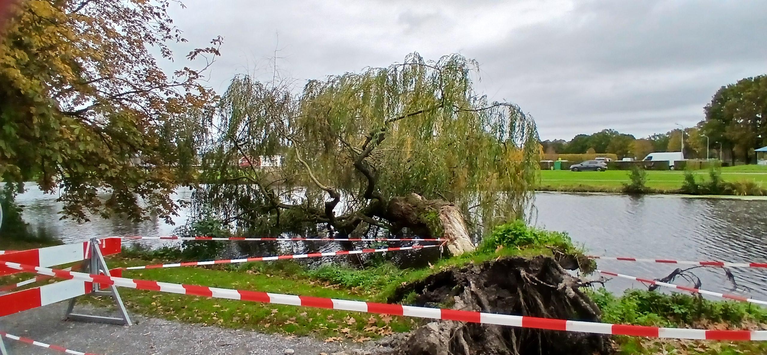 Foto: Treurig einde voor wilg in Elburg, maar over het lot van soortgenoot is de knoop nog niet doorgehakt