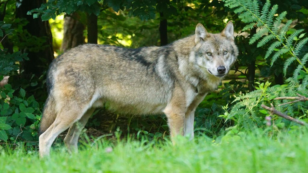Foto: Politie onderzoekt dode wolf bij A50