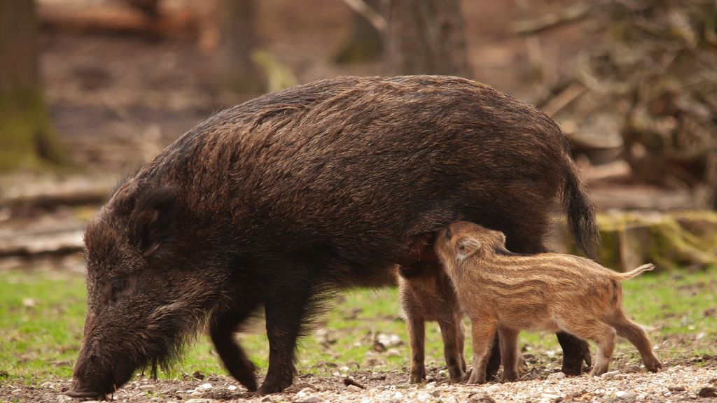 Foto: Wildobservatie De Dellen