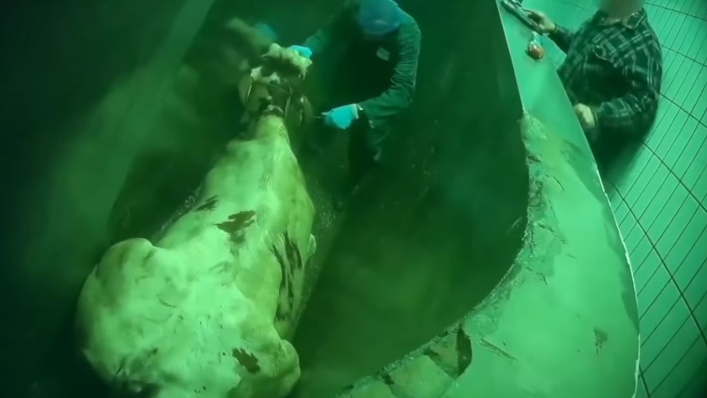 Foto: McDonald's stopt per direct met rundvlees van fout slachthuis