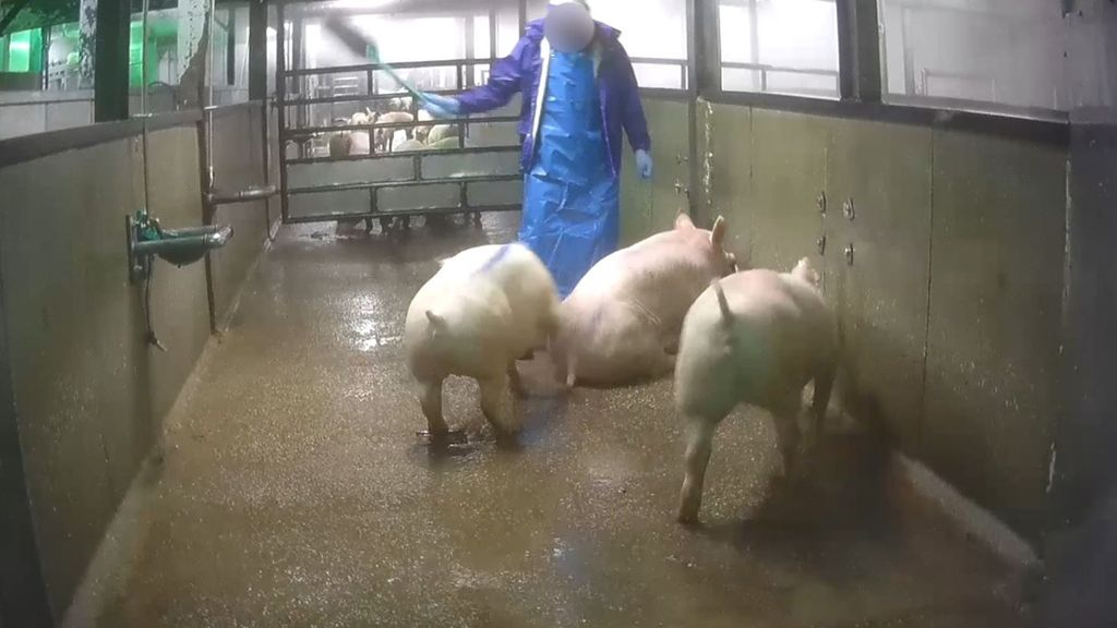 Foto: Slachthuis Epe dicht na misstanden