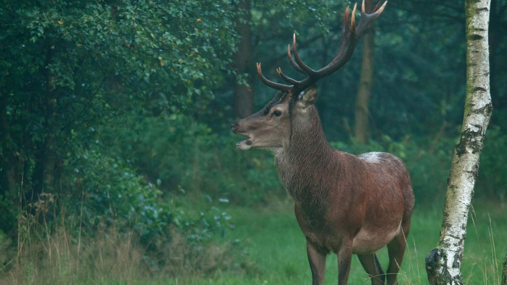 Foto: Wildwandeling bij De Dellen