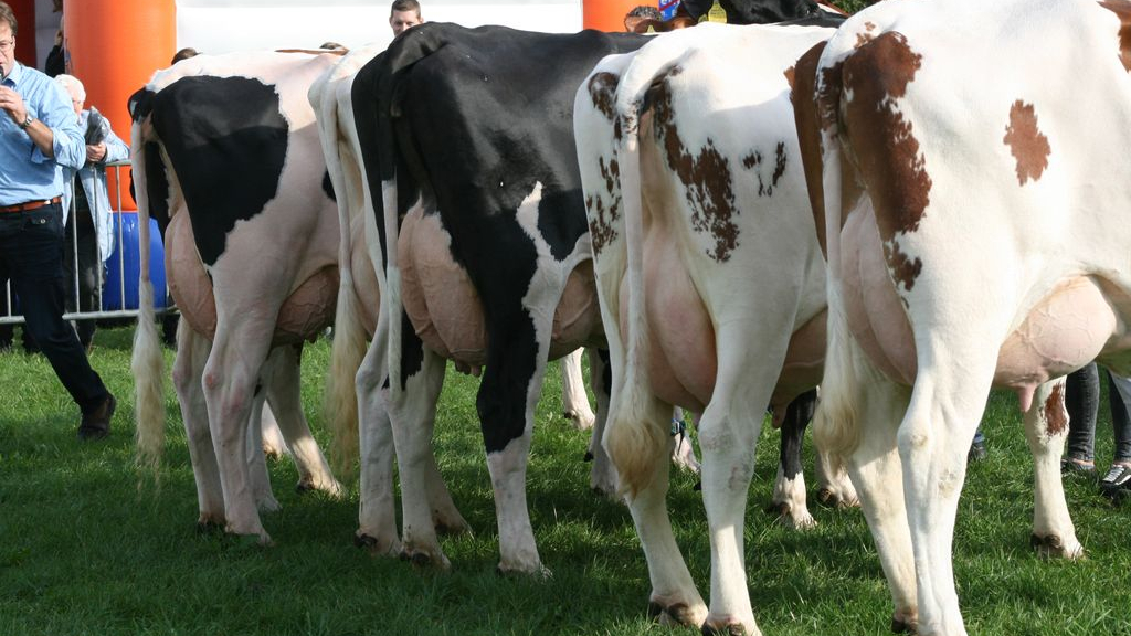 Foto: Ook in 2021 geen Oener Koefeest