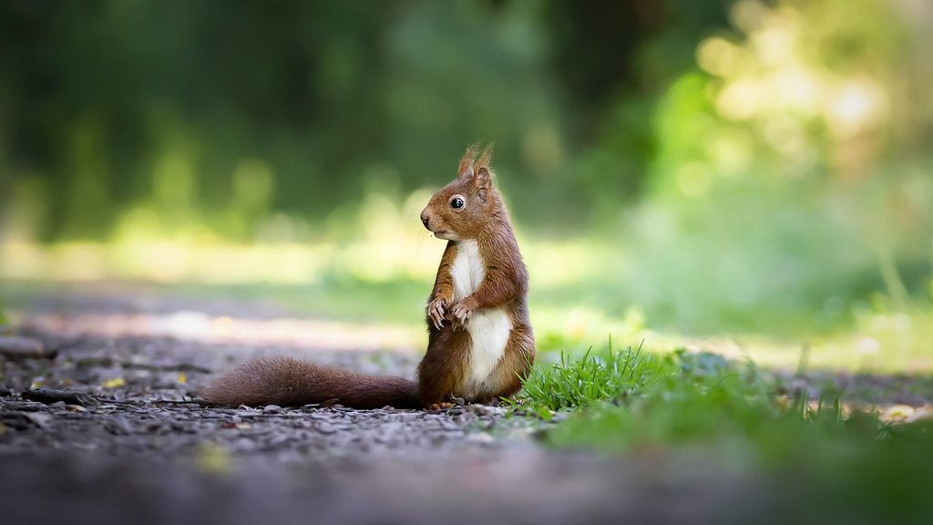 Foto: Ook de eekhoorn wacht een spannende winter