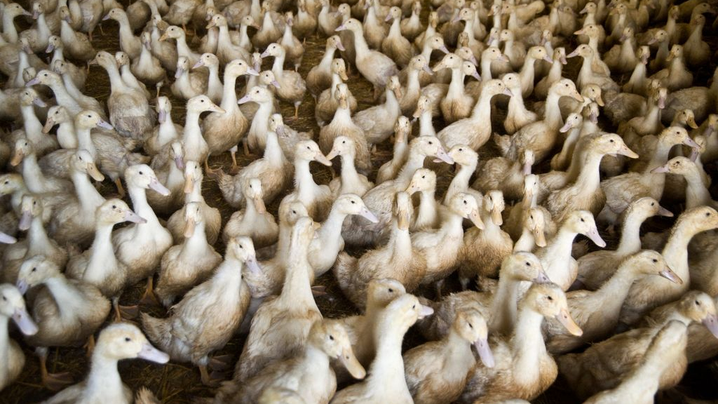 Foto: Undercoverbeelden eendenmishandeling moeten opnieuw naar minister