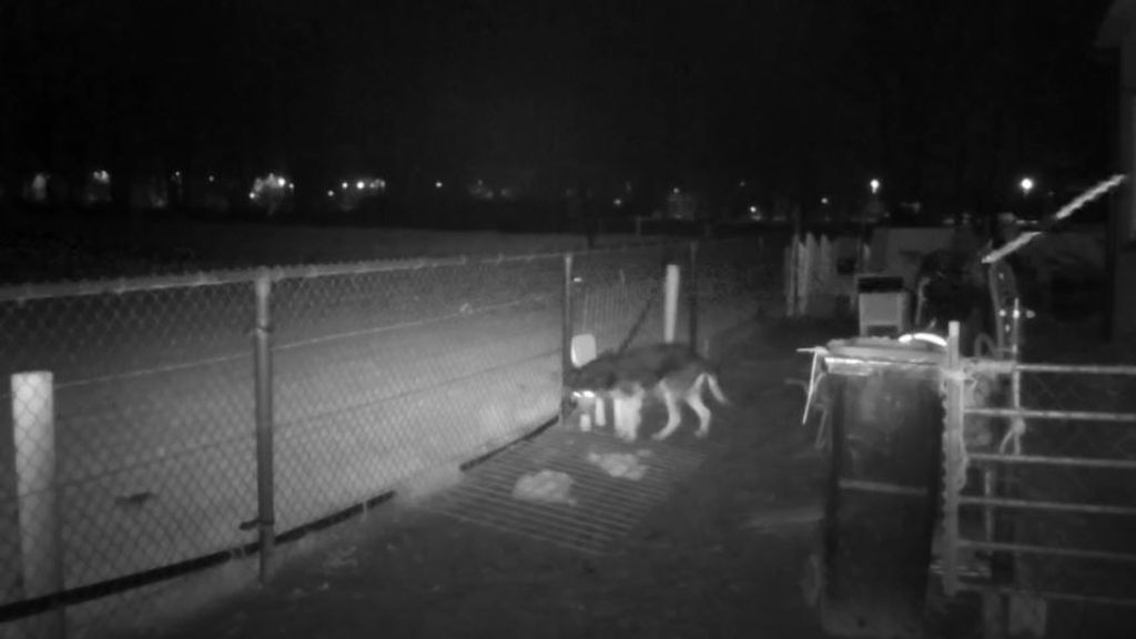 Foto: Wie beet de cavia's, konijnen en kippen van Marc dood: een wolf of een hond?