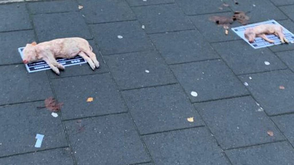 Foto: Actiegroep legt dode biggetjes bij slachterij in Epe