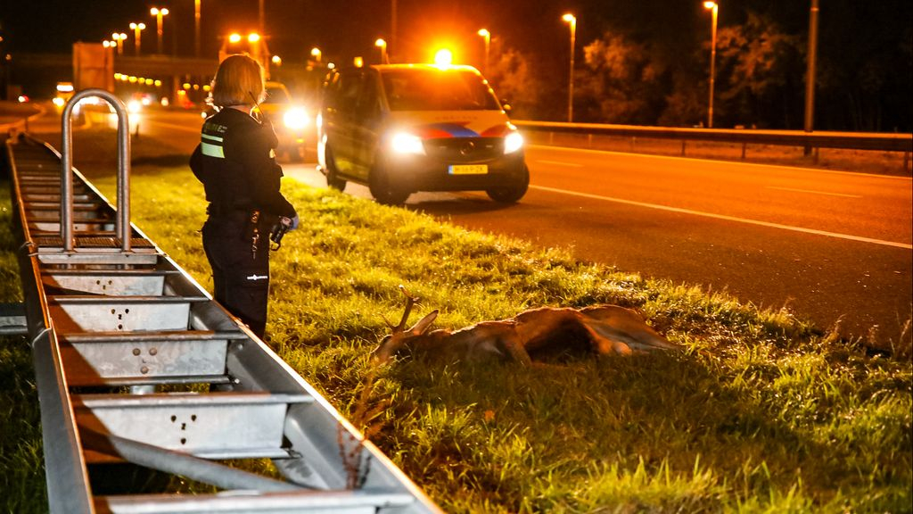 Foto: Léon reed een bronstig hert dood: dit moet je weten bij overstekend wild