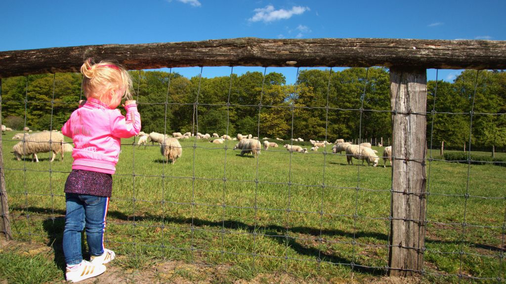Foto: Schaapskudde wordt ’s nachts beveiligd