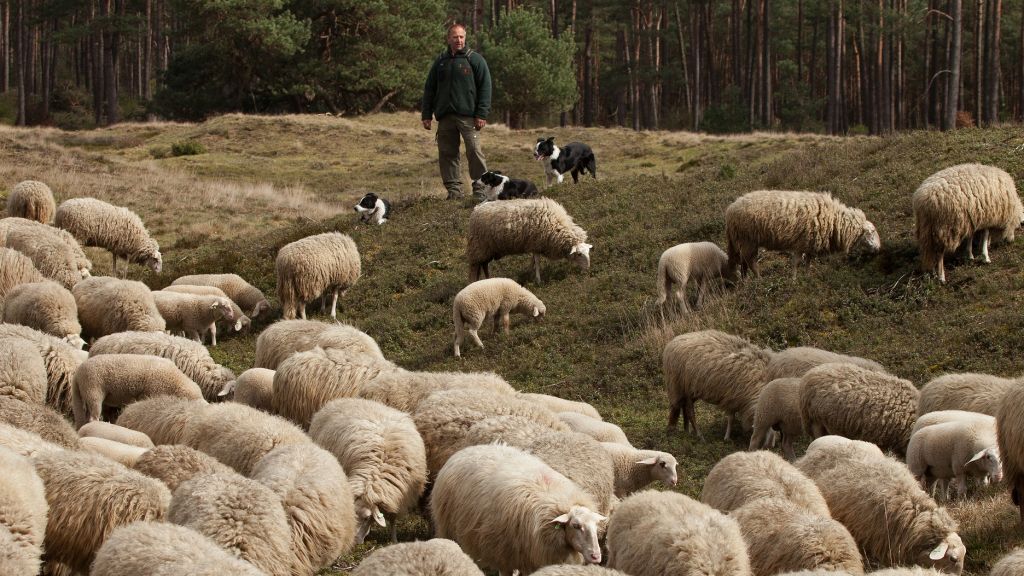 Foto: Schaapskudde naar Tongerense Heide