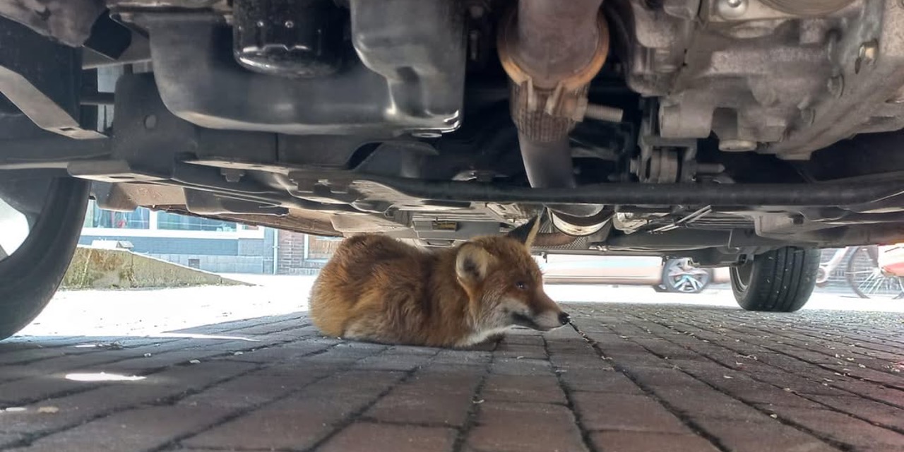 Foto: Slimme vos houdt buurt voor de gek