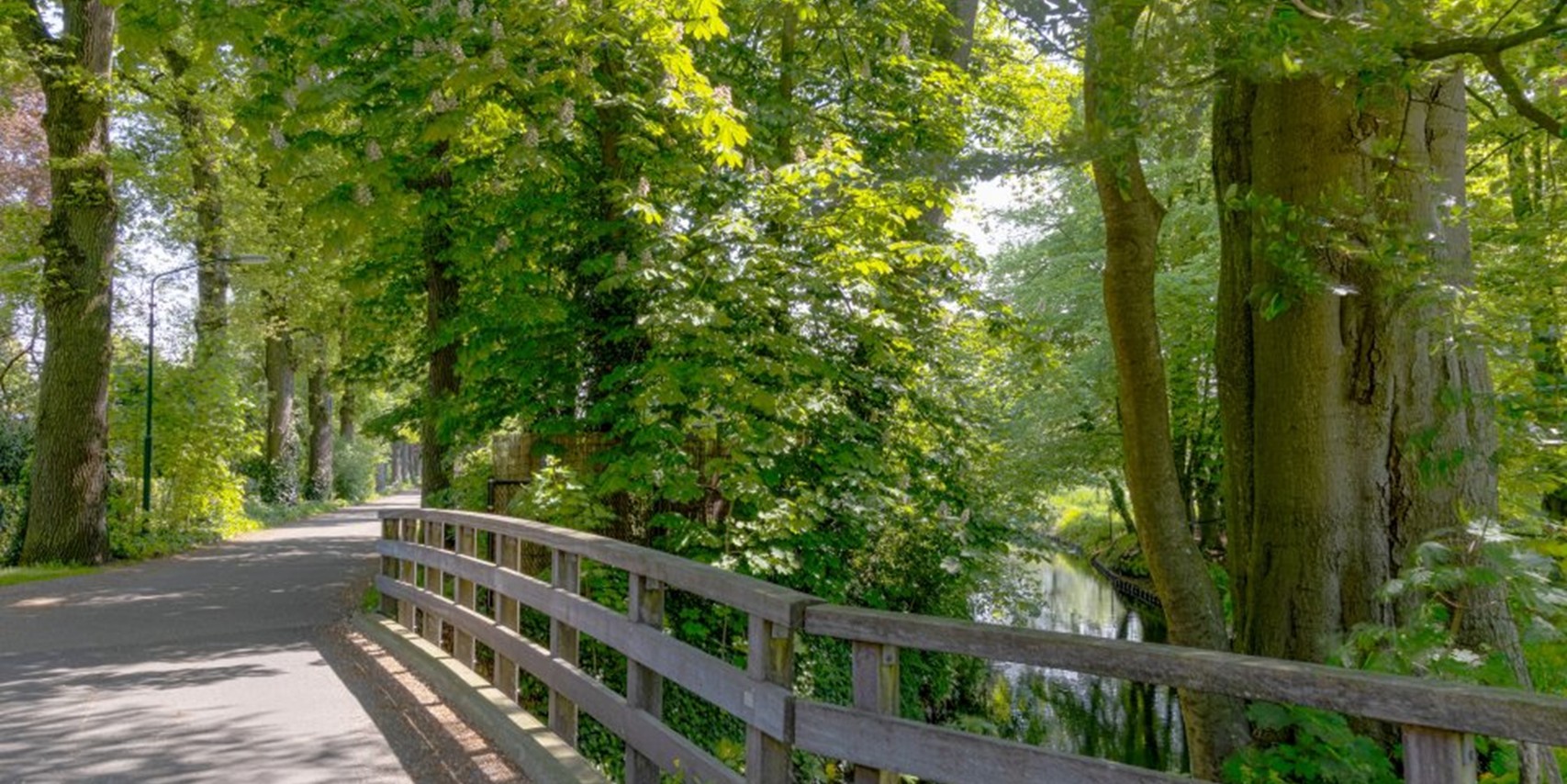 Foto: Rooien bomen in de gemeente Heeze-Leende