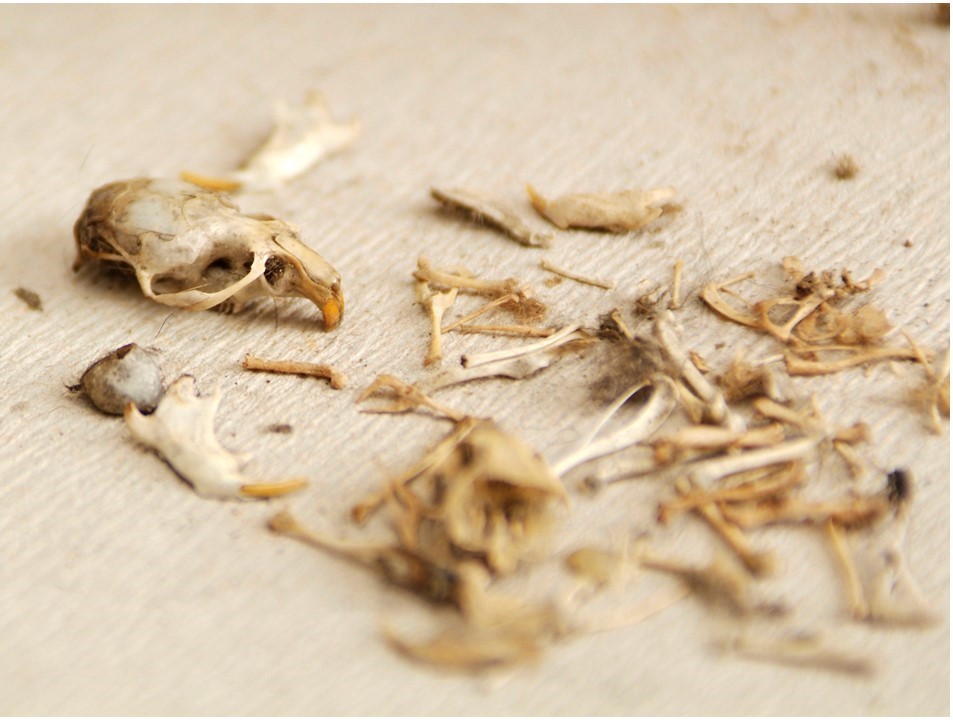 Foto: 24 november: Jongeren gaan uilenballen uitpluizen