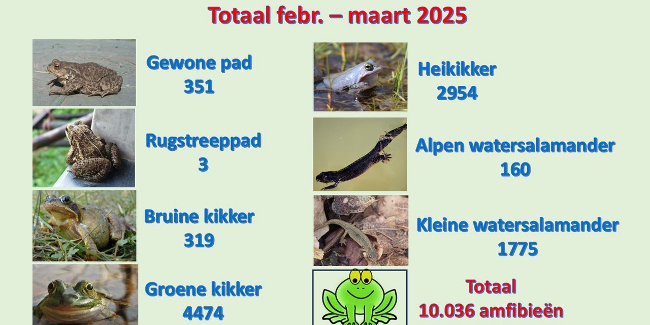Foto: Recordjaar voor amfibieën op de Somerenseweg