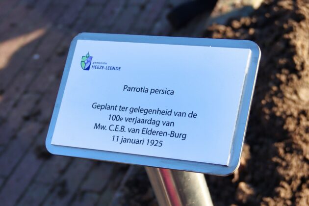 Foto: Boom geplant voor 100-jarige mevrouw van Elderen