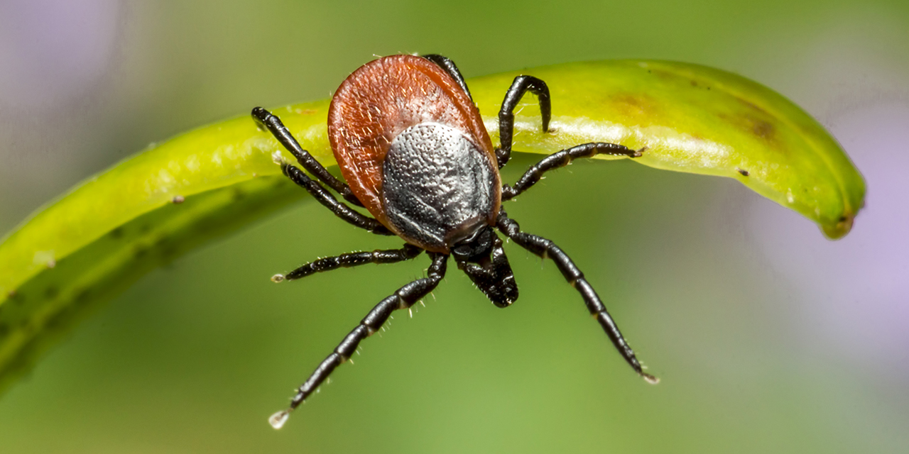 Foto: Het is voorjaar, pas op voor teken.