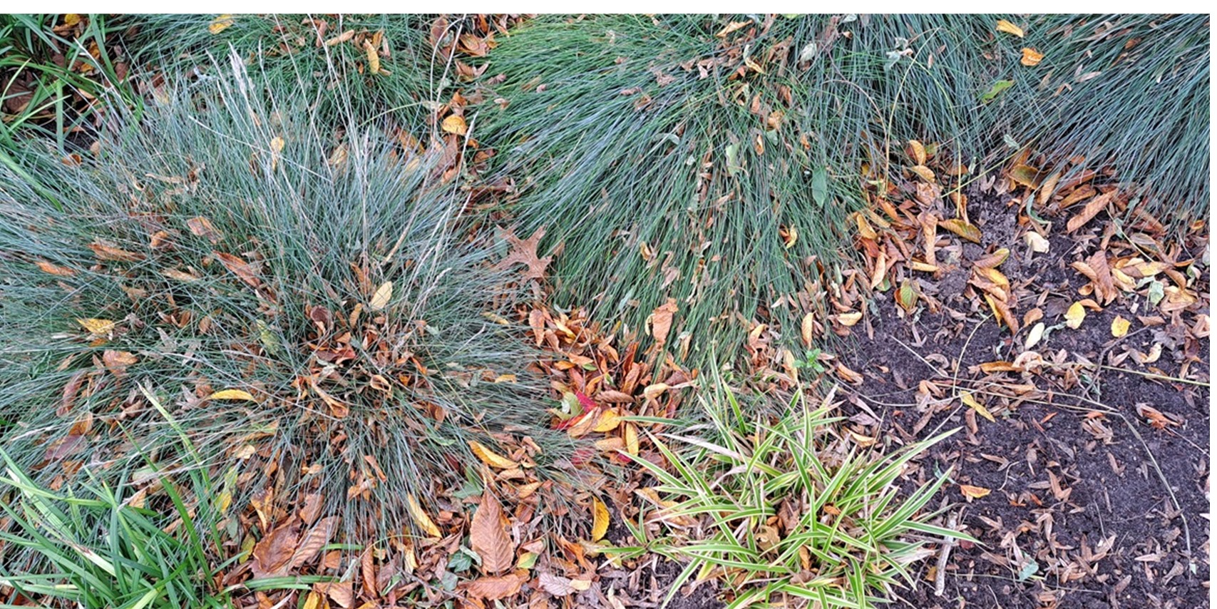 Foto: Tot 1 maart gratis inleveren bladafval