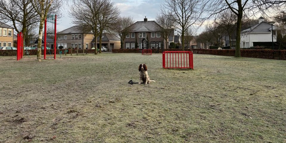Foto: Houd openbare ruimte schoon door opruimen hondenpoep