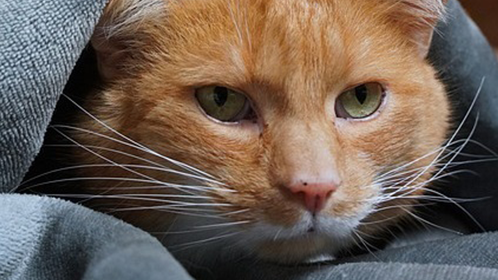 Foto: Huisdieren en vuurwerk