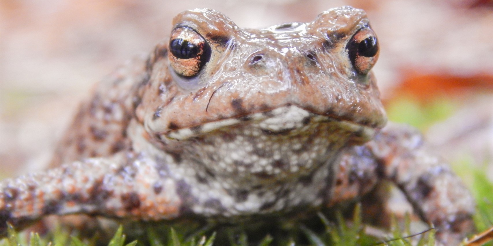 Foto: Rulse Dijk tijdelijk dicht vanwege paddentrek