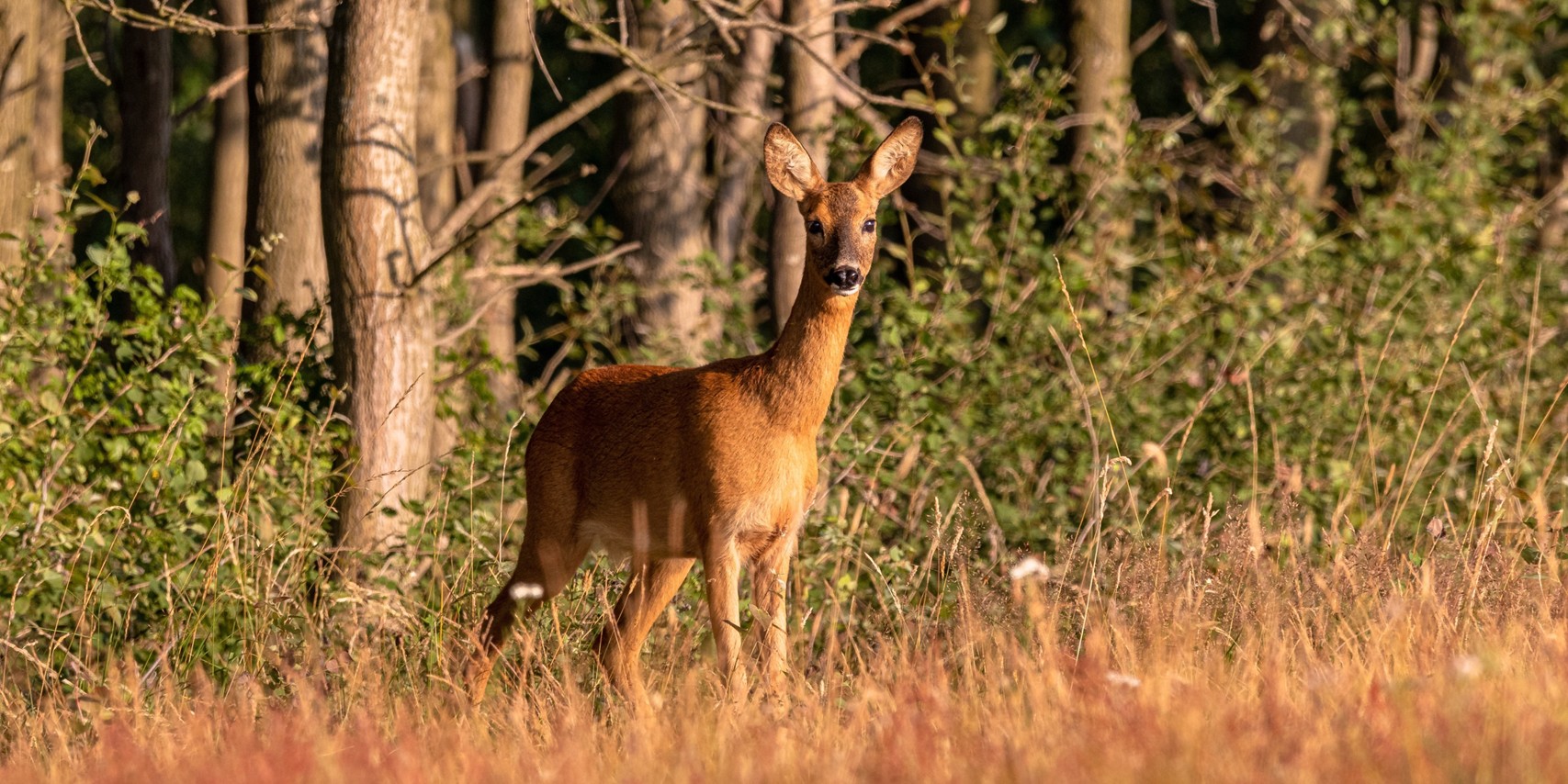 Foto: Wildaanrijdingen in de regio