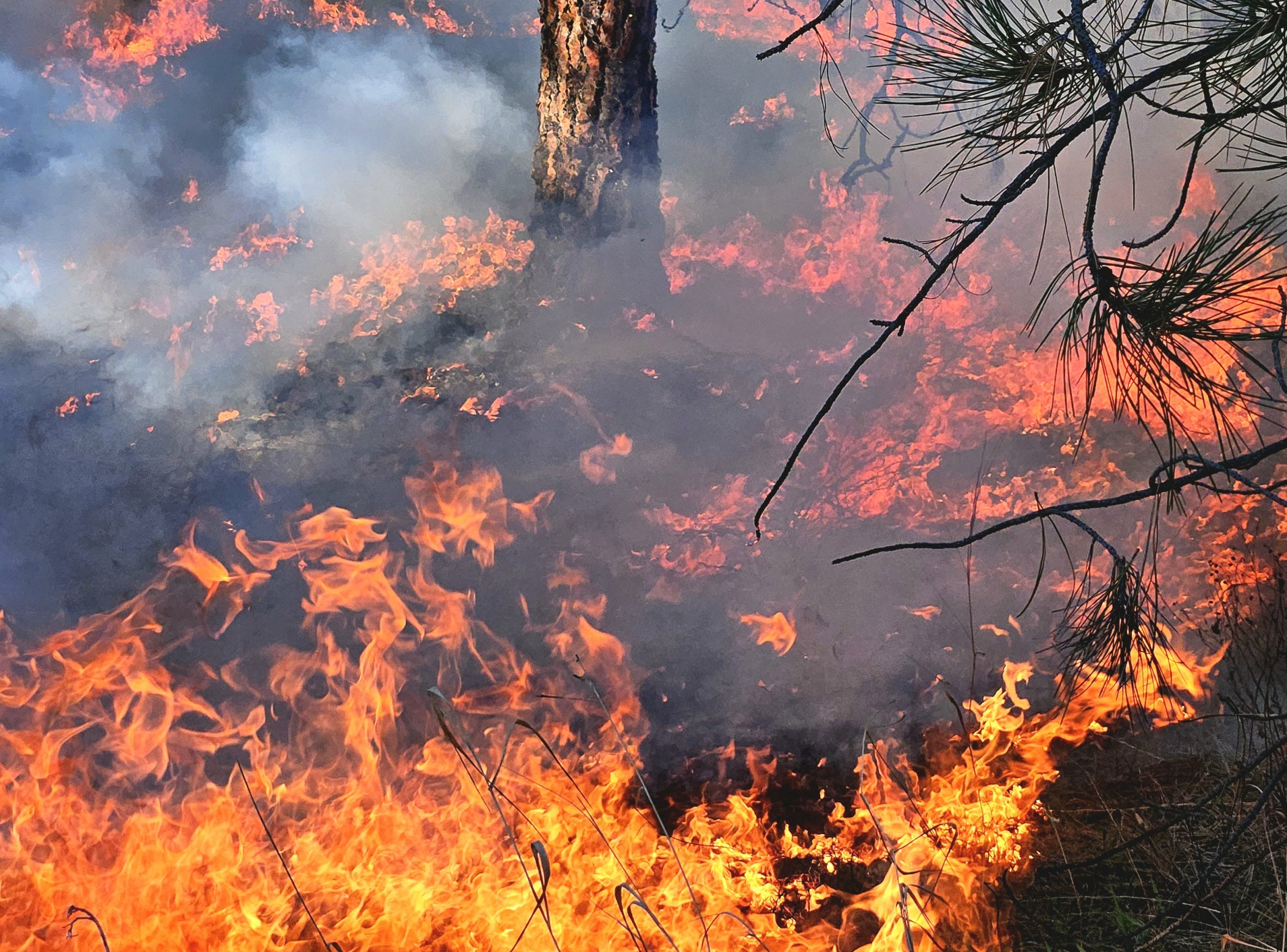 Foto: Help mee natuurbranden voorkomen