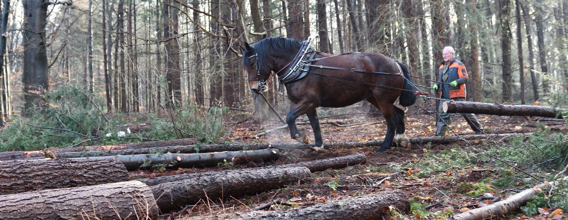 Foto: Paarden helpen bij duurzame bosbouw in Wageningen
