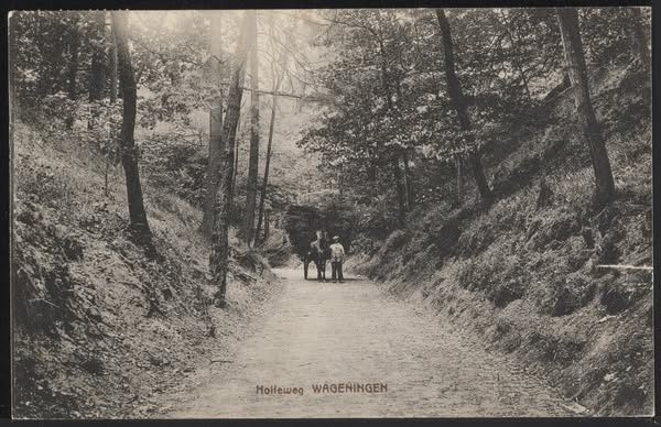Foto: Paarden helpen bij duurzame bosbouw in Wageningen
