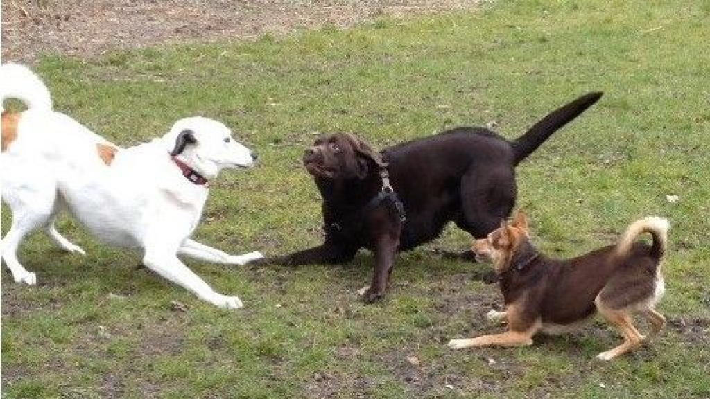 Foto: Inwoner start petitie voor losloopgebied Blauwe Bergen