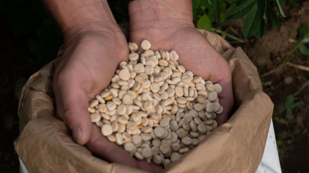 Foto: Restaurants in Wageningen zetten Lupine op de menukaart