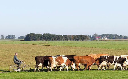 Foto: Minder nachtvlinders op platteland: “Natte en koude zomer waarschijnlijk de oorzaak”