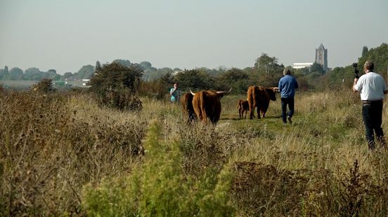Foto: Wilde grazers op de Veluwe: prachtig om te zien, gevaarlijk als je de regels negeert